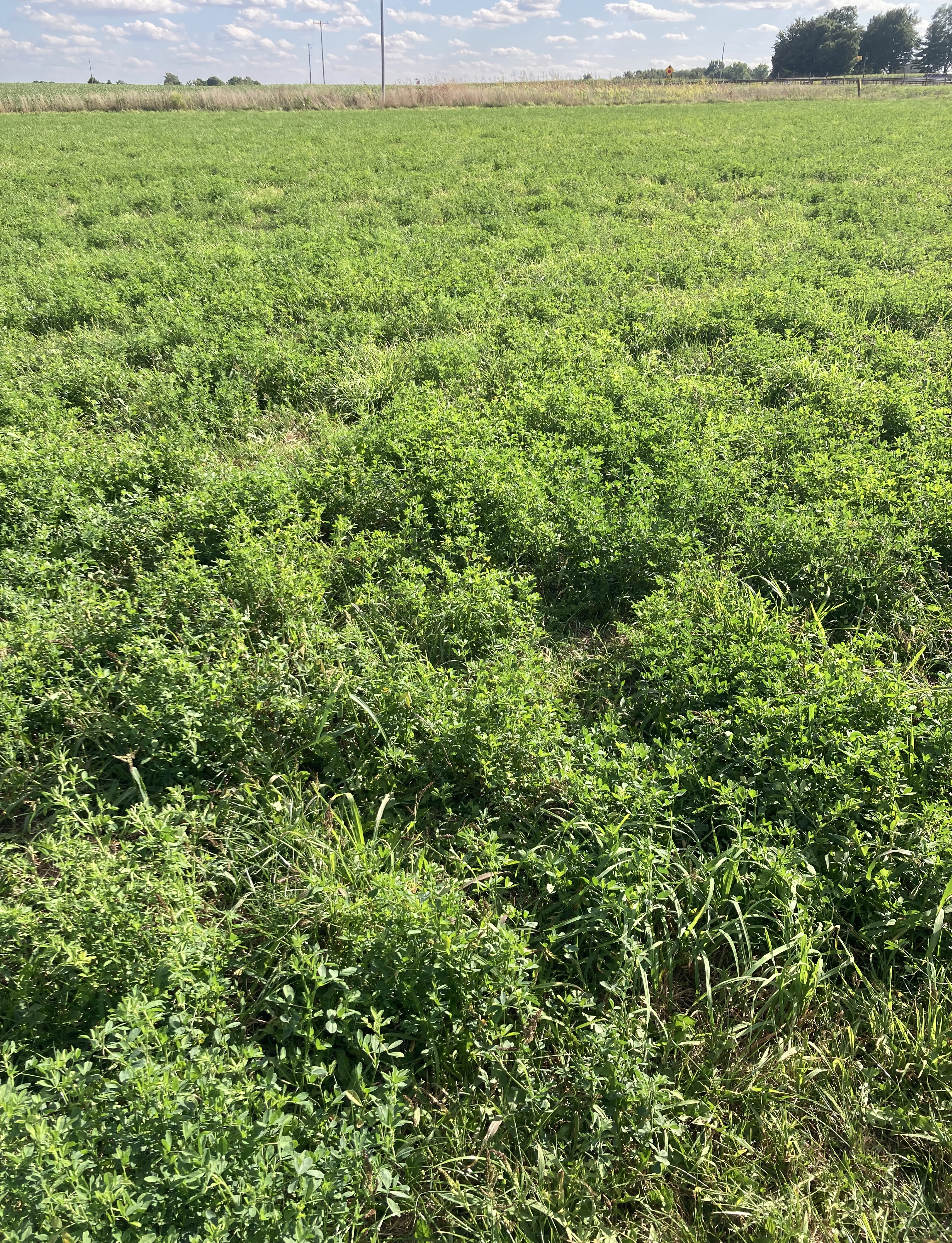 A late season alfalfa field, with blue sunny skies and a tree line in the background.